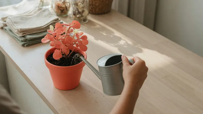 A hand watering a coral coloured potted plant on a shop counter in morning light